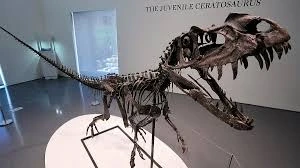 rare-dinosaur-skeleton-sold-for-30-million-in-newyork