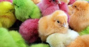 coloured-chicks-cruelty-truth