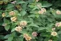 lantana-camara-plant-kills-90-sheep-in-komaram-bheem