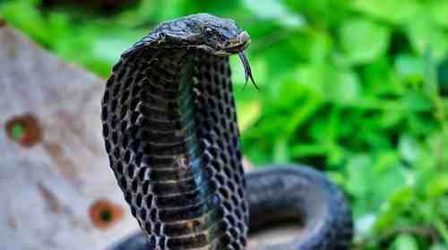 nagamani-truth-scientific-explanation-snake-crystal-fact-in-muzaffarpur