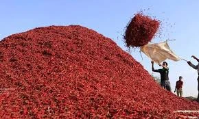 తెలంగాణ రైతులకు పండగ వాతావరణం – రికార్డు స్థాయికి ఎండుమిర్చి ధరలు