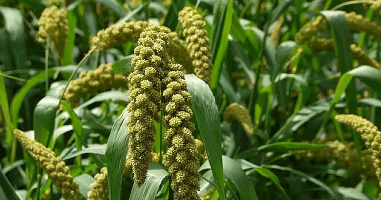 జాబ్స్ టియర్స్ మిల్లెట్ సాగు: తక్కువ పెట్టుబడితో ఎక్కువ లాభాలు, ఎగుమతుల అవకాశాలు