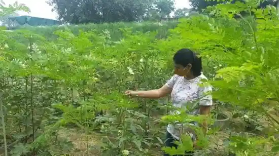 ఏపీ సర్కార్‌ వినూత్న ప్రణాళిక: డ్వాక్రా మహిళలతో మునగ పంట సాగు – రైతులకు ఆదాయ భరోసా