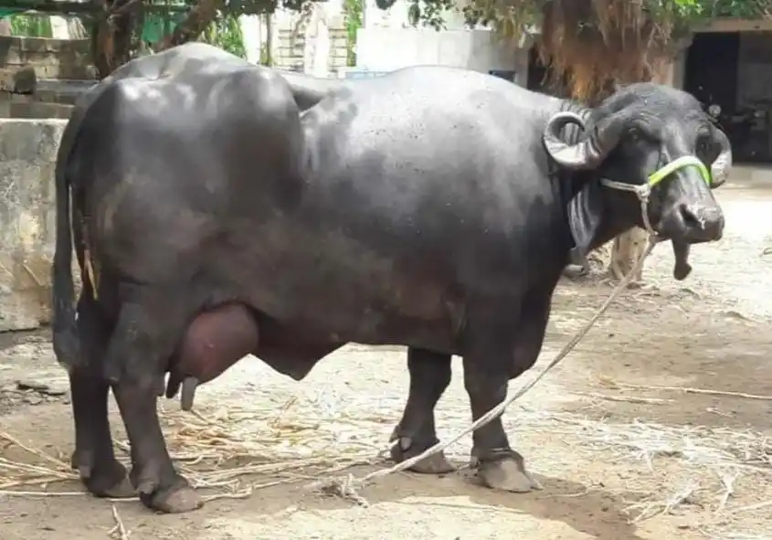 జఫరాబాది గేదెలు – భారత డెయిరీ రంగానికి బలమైన అస్త్రం