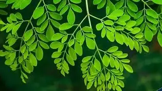 మునగాకు – జుట్టు ఆరోగ్యం కోసం ప్రకృతిచే ప్రసాదించిన అద్భుతం