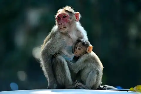 కోతుల బెడదకు తెర ఎప్పుడు? – తెలంగాణలో కోట్ల రూపాయలు ఖర్చు, ఫలితం మాత్రం సున్నా