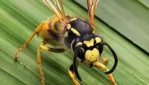 andhra-pradesh-poisonous-wasps-west-godavari-alert