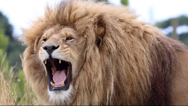 అడవిలో సింహం గర్జిస్తే… ఎంత దూరం వినిపిస్తుంది? శాస్త్రీయ రహస్యాలు ఇవే!