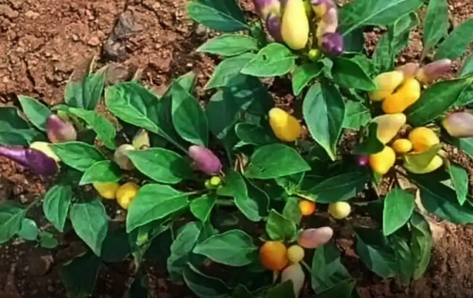 ఒకే మొక్కకు మూడు రకాల కాయలు – ఎన్టీఆర్ జిల్లాలో అరుదైన అద్భుతం!