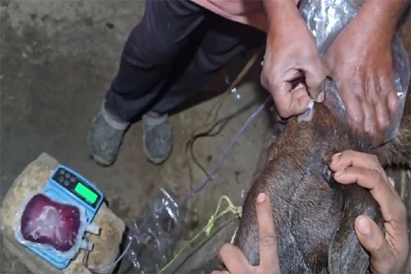 జంతువుల రక్తంతో అక్రమ వ్యాపారం: మేడ్చల్‌లో నకిలీ వెటర్నరీ డాక్టర్ దందా గుట్టు రట్టు